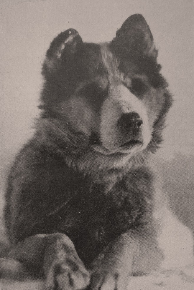 Vaïda, un de nos chiens
