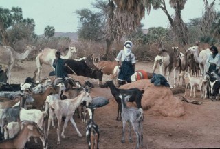 puits traditionnel dans le kori de Tamazalak 1977
