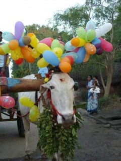 3ème jour de Pongal, les vaches sont vénérées,...