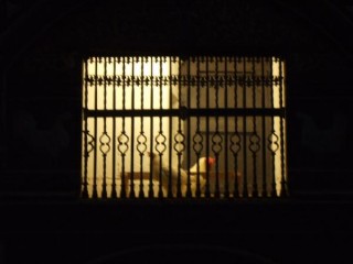 4ème étape Santo Domingo de la Calzada le coq et...