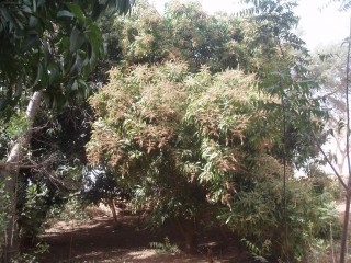 jardins