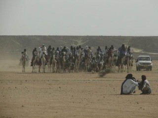 Parade des Touaregs en dromadaires