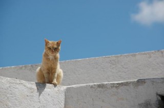 Μια γάττα...