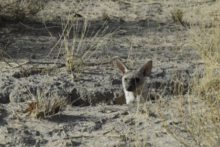 Aardwolf