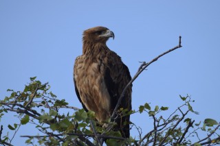 Aigle