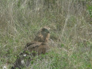 Aigle du Kruger (1/2)