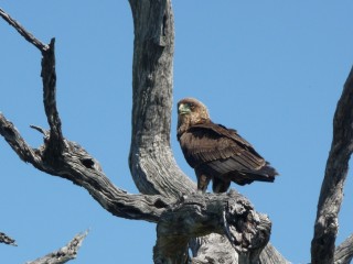 Aigle du Kruger (2/2)