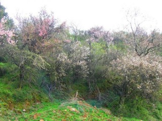 Amandiers en fleurs