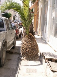 Ananas géant ?