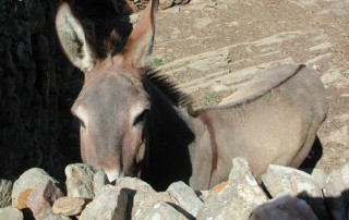 Âne dans son enclos