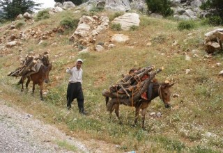 Anes bâtés dans la montagne