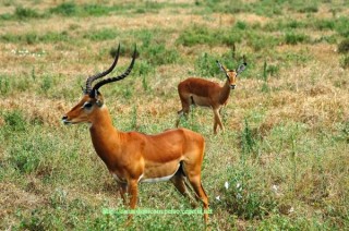 Antilope