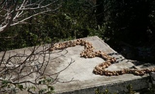 Apiranthos - Les oignons sèchent au soleil Apiranthos - Les oignons sèchent au soleil