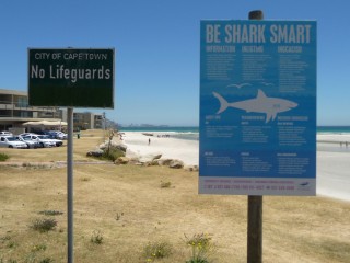 Attention requins !