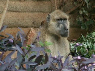 Babouin de taita hills