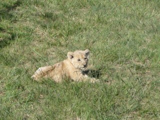 Bébé lion