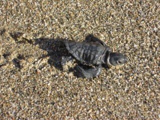 Bebe tortue à Kommos