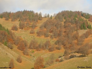 Bois d'automne près du village de Sirnea, Monts...
