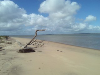 Bois morts sur la plage des Hattes