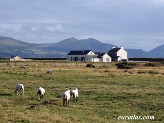 Brebis à Dinas Dinlle