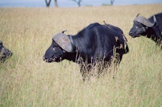 Bufles du  MASAI MARA