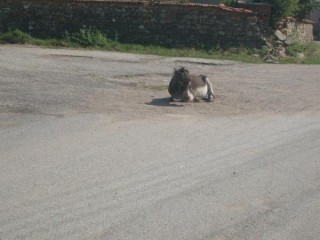 Bunovo