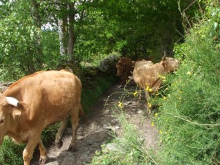 CAMINO VACHES EN PELERINAGE