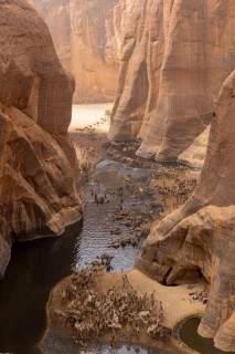 Caravane de chameaux dans la guelta d'Archei