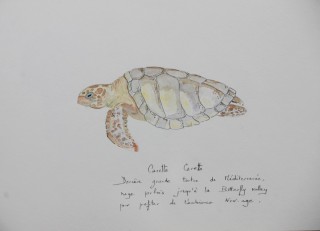 Caretta Caretta