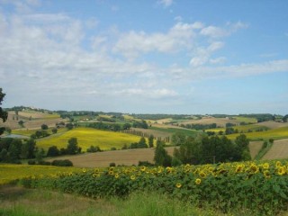 Champs de tournesols