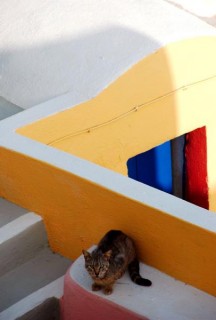 Chat à Oia