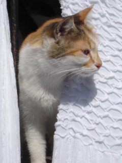 Chat alors!!!
