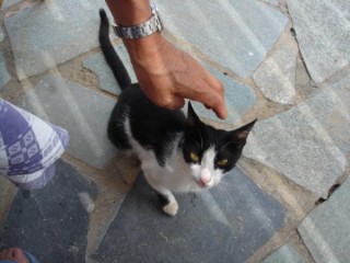 Chat typique
