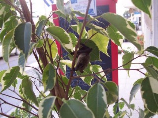Chauve Souris