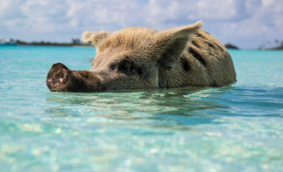 Les îles Exuma : nager avec les cochons sauvages et autres aventures uniques