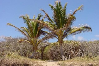 Cocotiers sur la plage