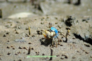 Crabe Violoniste