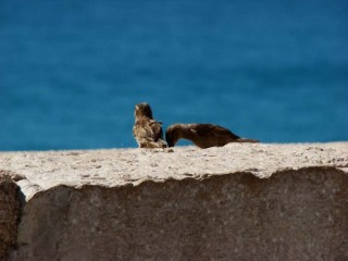 PENISCOLA : Photo de Peñiscola (Communauté...