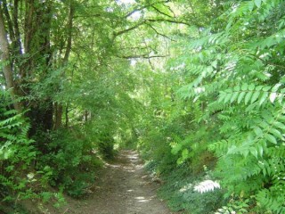 Dans les bois