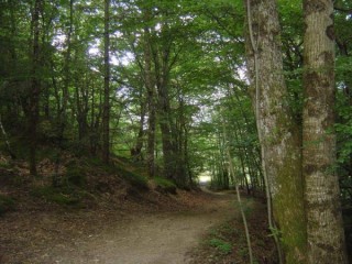 Dans les sous bois