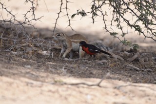 Deux complices