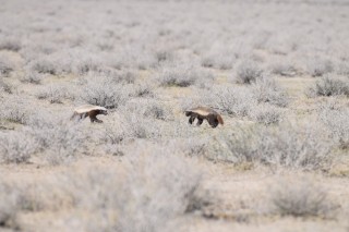Deux ratels du  Cap (Honey badger)
