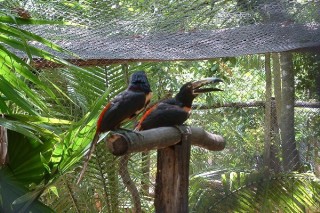 Deux toucans Deux toucans