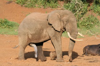ELEPHANT