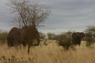 Elèphants