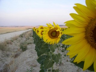 En quittant Castrojeriz