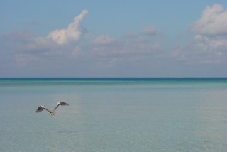 Envol d'un Héron sur la plage de Rihiveli