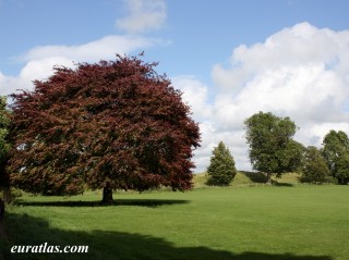 Fagus Sylvatica Atropurpurea