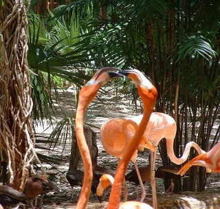 Flamants roses Flamants roses
