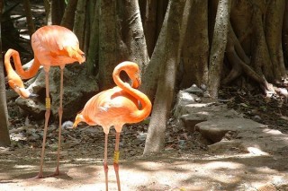 Flamants roses Flamants roses